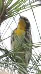 (Yellow-throated?) Warbler