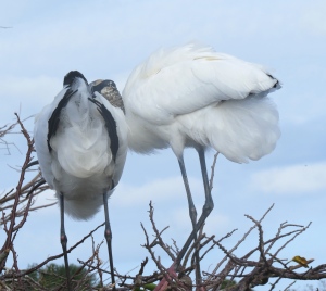 Wood Storks - from behind ;)