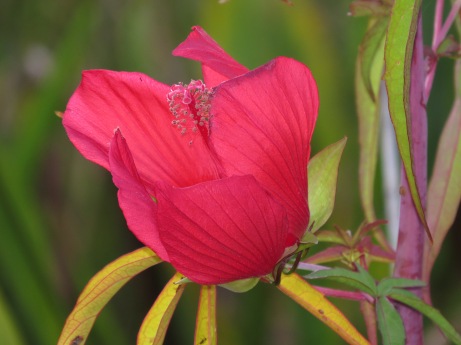 Splotches of red Swamp Hibiscus always stand out in the marshes.